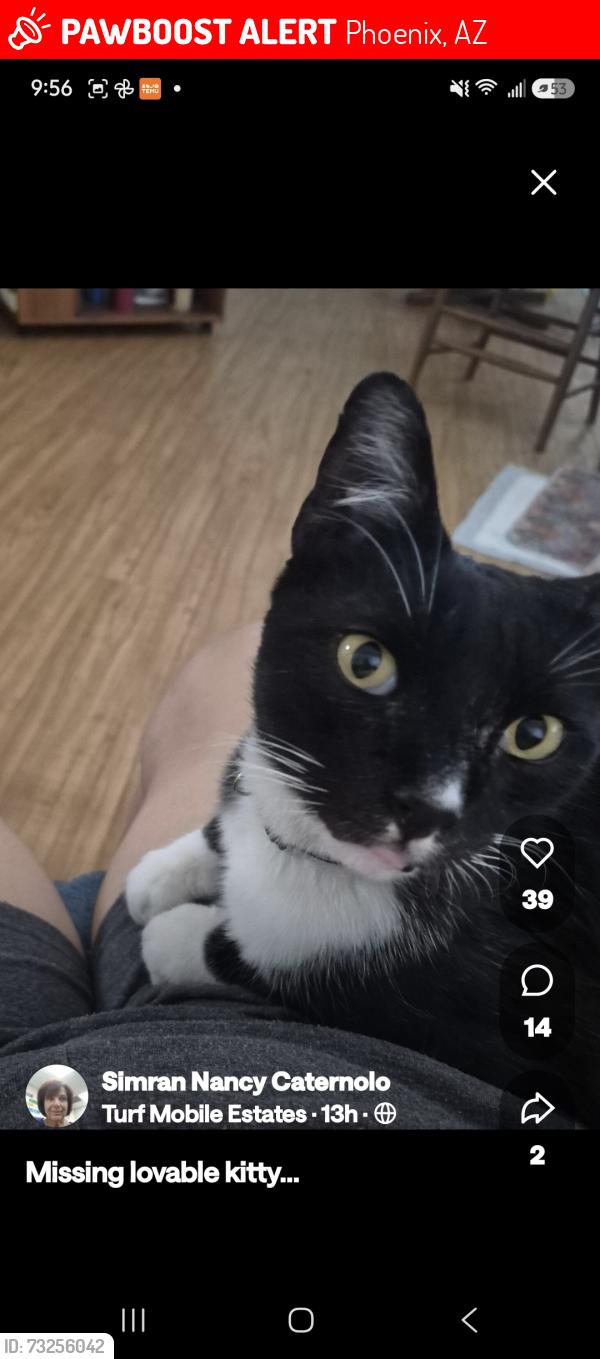 Lost Male Cat last seen Race track..19th ave/Greenway, Phoenix, AZ 85023