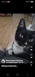 Lost Male Cat last seen Race track..19th ave/Greenway, Phoenix, AZ 85023