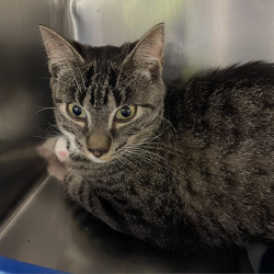 Shelter Stray Male Cat last seen Near N Havana, SPOKANE, WA, 99207, 6815 E Trent Ave, Spokane, WA 99212, USA