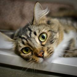 Shelter Stray Female Cat last seen 122nd/Powell, OR, 1700 W Historic Columbia River Hwy, Troutdale, OR 97060, USA