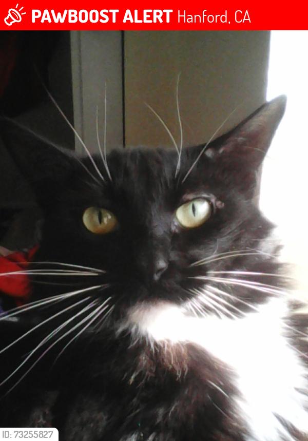 Lost Female Cat last seen In Front of Trailer Park Garner/Lacey, Hanford, CA 93230