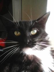 Lost Female Cat last seen In Front of Trailer Park Garner/Lacey, Hanford, CA 93230