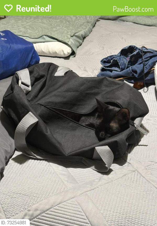 Reunited Male Cat last seen Williamsburg Ct. S. & Hervey LC, League City, TX 77573