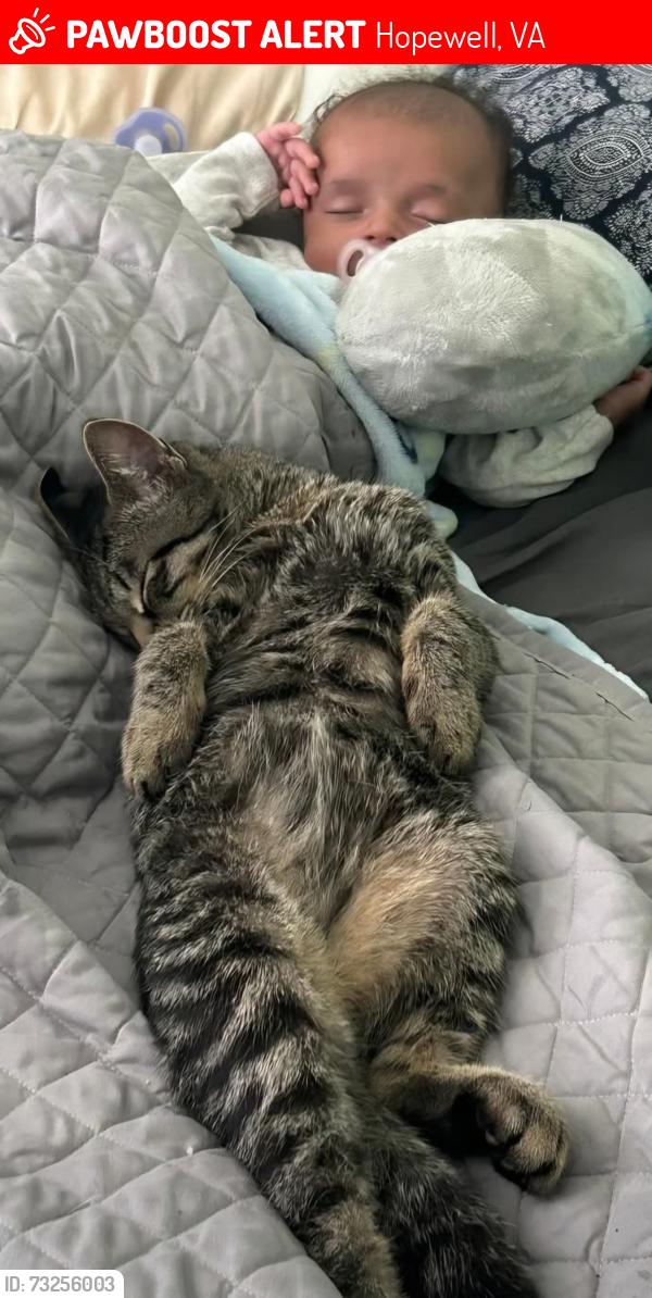 Lost Male Cat last seen Broadway and Ramsey, Hopewell, VA 23860