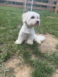 Found/Stray Male Dog last seen Old kings highway in downingtown, near the country club, East Caln Township, PA 19335