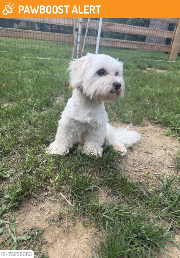 Found/Stray Male Dog last seen Old kings highway in downingtown, near the country club, East Caln Township, PA 19335