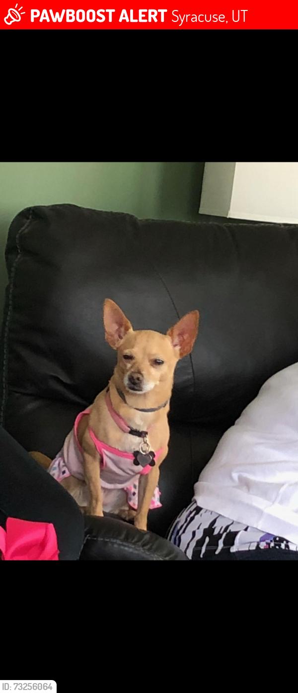 Lost Female Dog last seen Near S and 3300 W, Syracuse, UT 84075