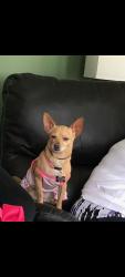 Lost Female Dog last seen Near S and 3300 W, Syracuse, UT 84075