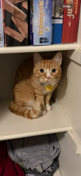 Lost Male Cat last seen Sw mohawk St. And Martinazxi, Tualatin, OR 97062