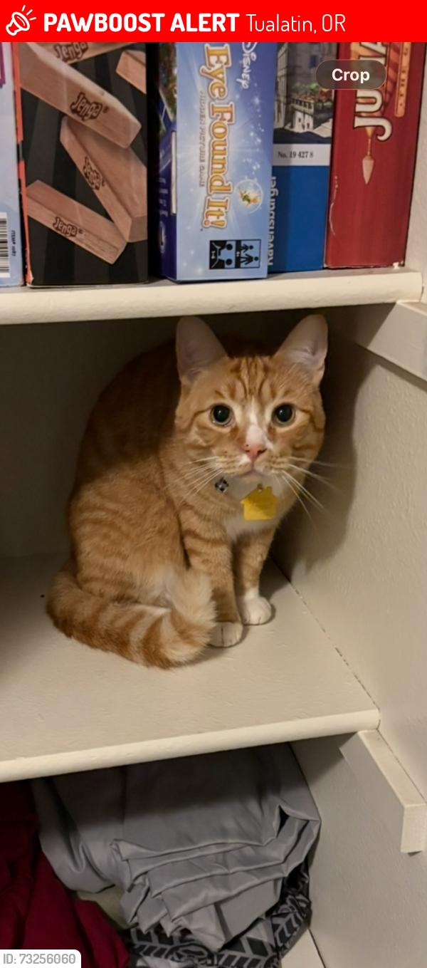 Lost Male Cat last seen Sw mohawk St. And Martinazxi, Tualatin, OR 97062