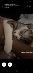Reunited Female Cat last seen Near Rowan Dr., Clayton, NC 27520