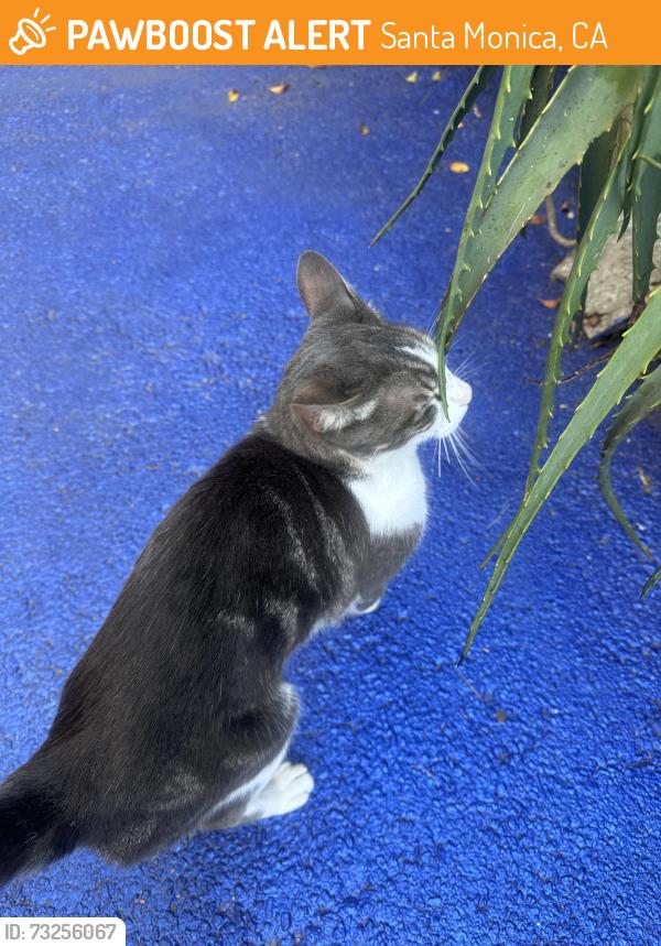 Found/Stray Male Cat last seen Ocean Park Blvd. and Nielsen, Santa Monica, CA 90405