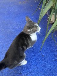 Found/Stray Male Cat last seen Ocean Park Blvd. and Nielsen, Santa Monica, CA 90405