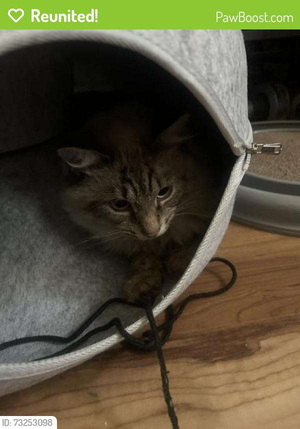 Reunited Male Cat last seen Westchester Drive, Cliffton Park NY, Clifton Park, NY 12065