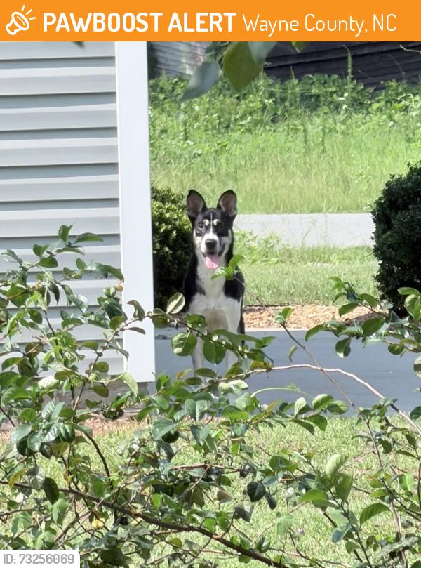 Found/Stray Unknown Dog last seen Dobbs County ests, Wayne County, NC 28551