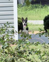 Found/Stray Unknown Dog last seen Dobbs County ests, Wayne County, NC 28551