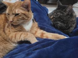 Reunited Male Cat last seen Danbury CT arlington, Arlington, TX 76016