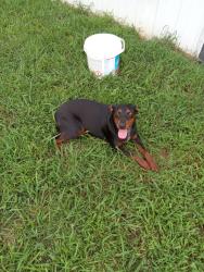 Found/Stray Female Dog last seen County Road 313/342 intersection, McMinn County, TN 37826
