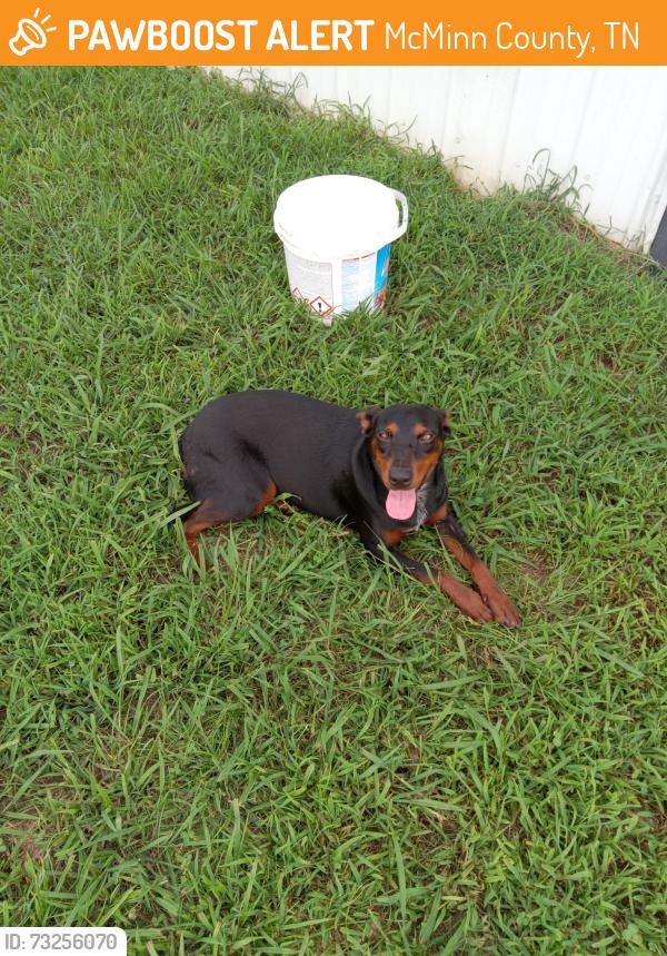 Found/Stray Female Dog last seen County Road 313/342 intersection, McMinn County, TN 37826