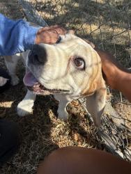 Found/Stray Female Dog last seen N street, Rio Linda, CA 95673