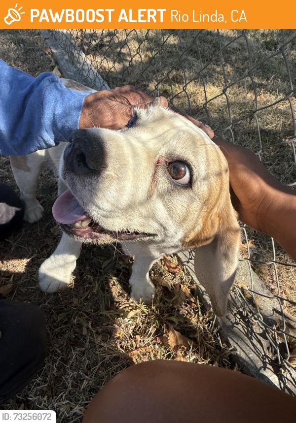 Found/Stray Female Dog last seen N street, Rio Linda, CA 95673