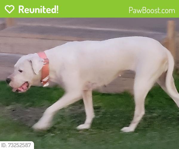 Reunited Female Dog last seen Near Braniff @ Randolph St Skyscraper Shadows subdivision, Houston, TX 77061