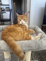 Reunited Female Cat last seen University Avenue, La Mesa, CA 91942