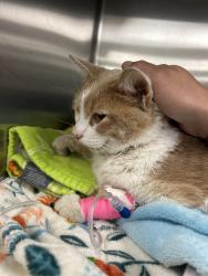Reunited Male Cat last seen Harrison Pk, Chattanooga, TN 37416