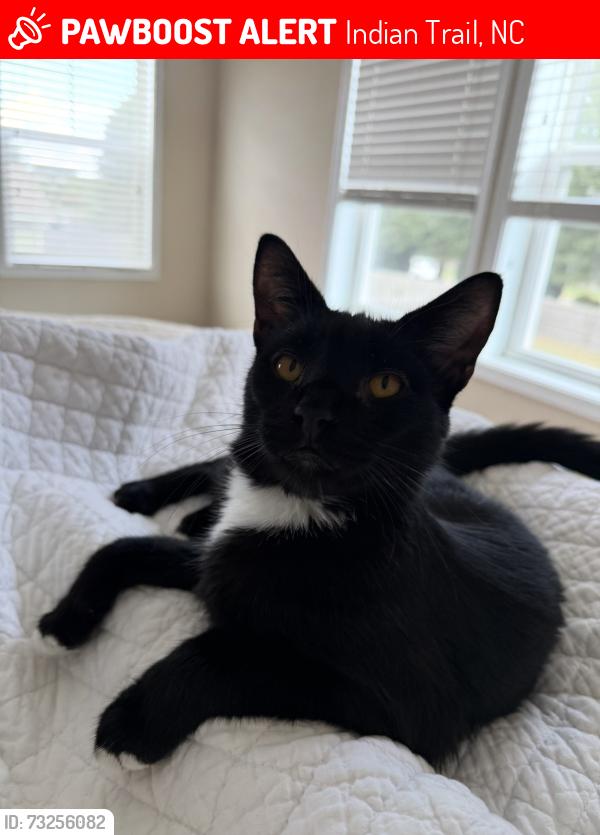 Lost Male Cat last seen Seefin Ct Indian Trail Nc 28079, Indian Trail, NC 28079