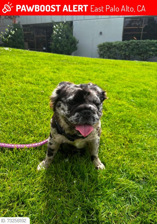 Lost Female Dog last seen Near fire station, East Palo Alto, CA 94303