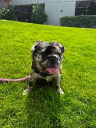 Lost Female Dog last seen Near fire station, East Palo Alto, CA 94303