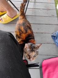 Lost Female Cat last seen Grantville Commons MHP, Grantville, PA 17028