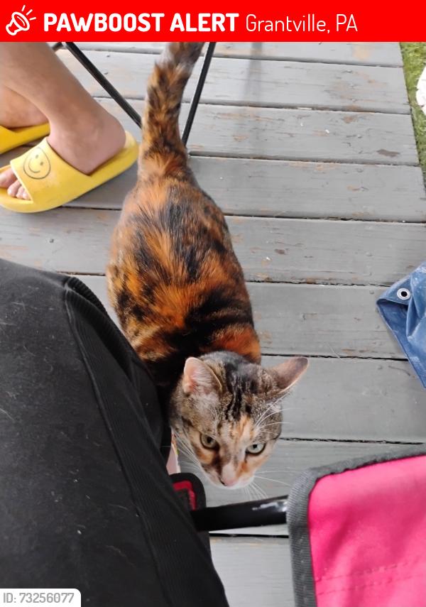 Lost Female Cat last seen Grantville Commons MHP, Grantville, PA 17028