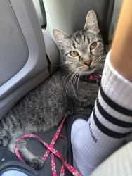 Lost Male Cat last seen Whittier California close to calhigh, Whittier, CA 90602