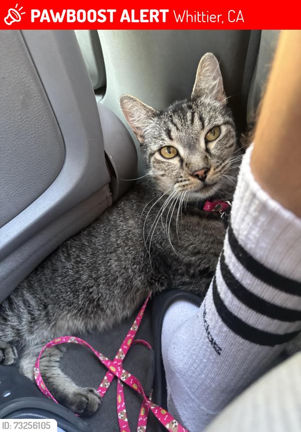 Lost Male Cat last seen Whittier California close to calhigh, Whittier, CA 90602