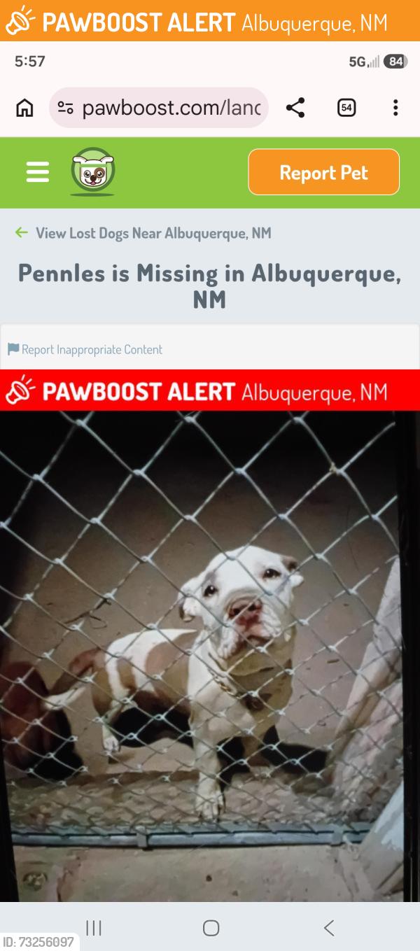 Found/Stray Male Dog last seen Los Arboles & Madison, Albuquerque, NM 87110
