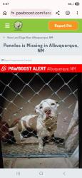 Found/Stray Male Dog last seen Los Arboles & Madison, Albuquerque, NM 87110
