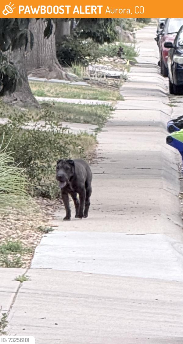 Found/Stray Unknown Dog last seen 2nd Ave between Highline Canal and Nome, Aurora, CO 80010