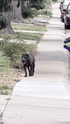 Found/Stray Unknown Dog last seen 2nd Ave between Highline Canal and Nome, Aurora, CO 80010