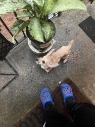 Found/Stray Male Other last seen Near lakeshore drive Jonesboro, Jonesboro, GA 30236