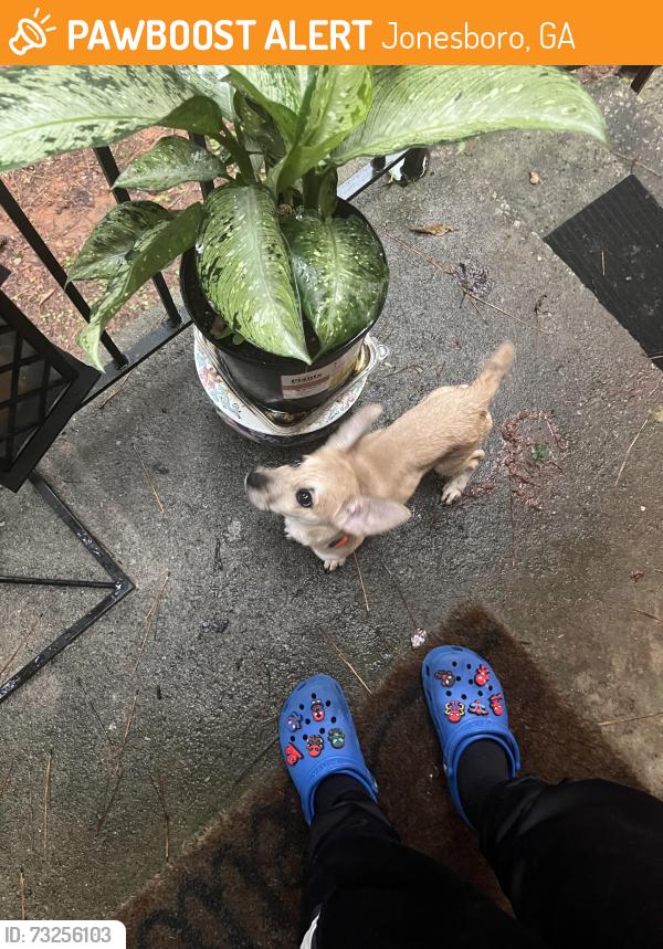 Found/Stray Male Other last seen Near lakeshore drive Jonesboro, Jonesboro, GA 30236