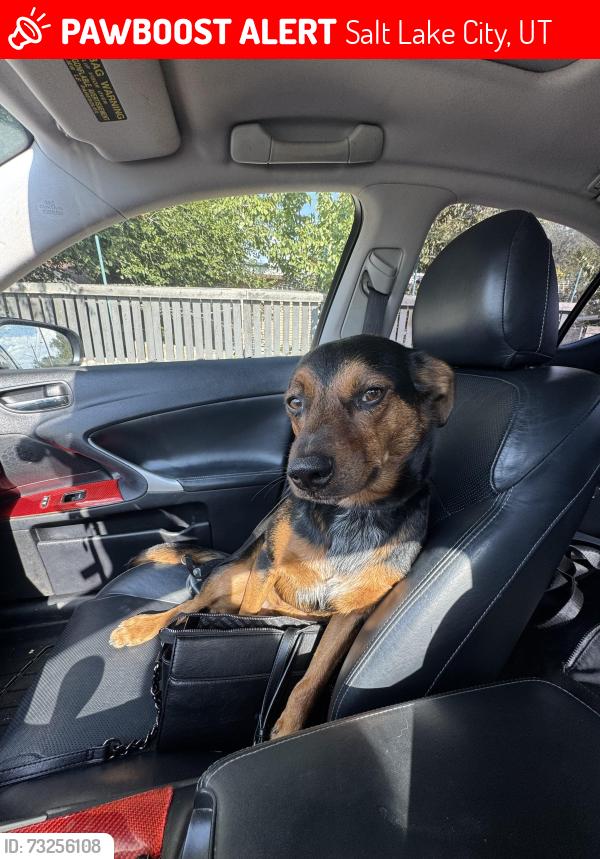 Lost Male Dog last seen Redwood road, Salt Lake City, UT 84116