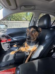 Lost Male Dog last seen Redwood road, Salt Lake City, UT 84116