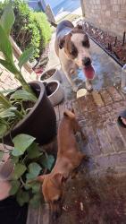 Reunited Male Dog last seen Fort worth, Fort Worth, TX 76244