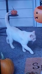 Lost Male Cat last seen 260th Mt.Hwy, Spanaway, WA 98387