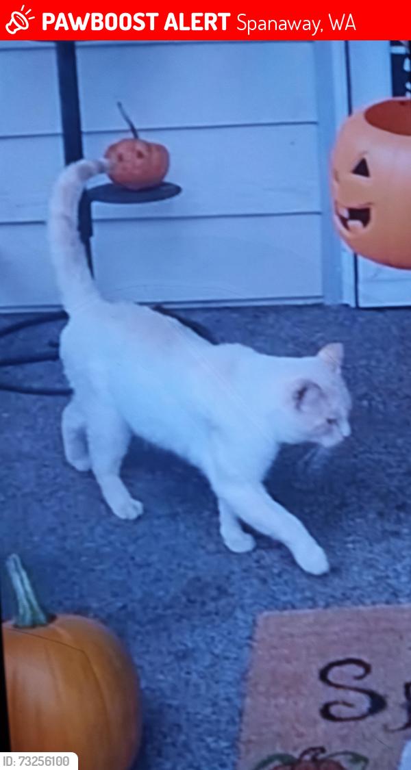 Lost Male Cat last seen 260th Mt.Hwy, Spanaway, WA 98387