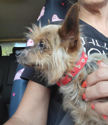 Reunited Male Dog last seen N. Eldridge Parkway and Guernsey, Tomball, TX 77377, Harris County, TX 77377