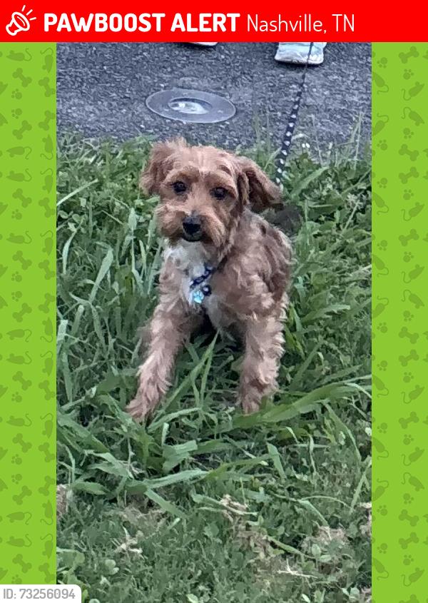Lost Male Dog last seen judd dr 37218, Nashville, TN 37218