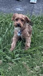 Lost Male Dog last seen judd dr 37218, Nashville, TN 37218