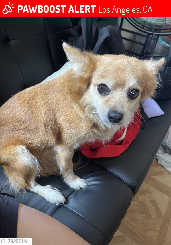 Lost Female Dog last seen Main / 75th, San Pedro / 75th, Los Angeles, CA 90003